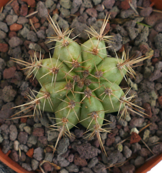 Cereus sp. south of Zipolite 33L