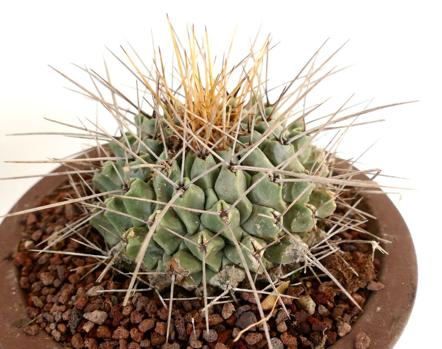 Thelocactus nidulans (near Saltillo, MEXICO)