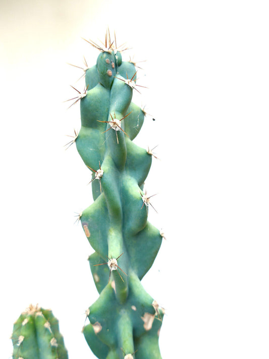 Cereus forbesii cv Fukurokuryuzinboku BLU monstruosus C283 *