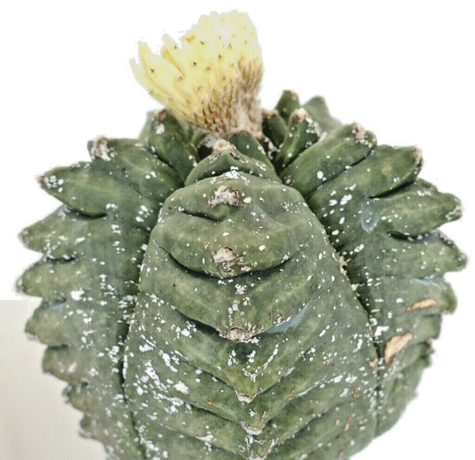 Astrophytum KIKKO SWAROVSKI C15