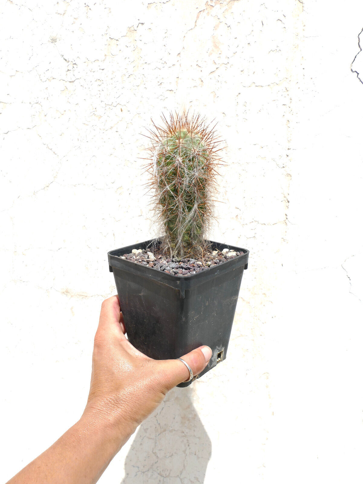 Oreocereus celsianus var. boliviensis A3 15,5CM HIGH