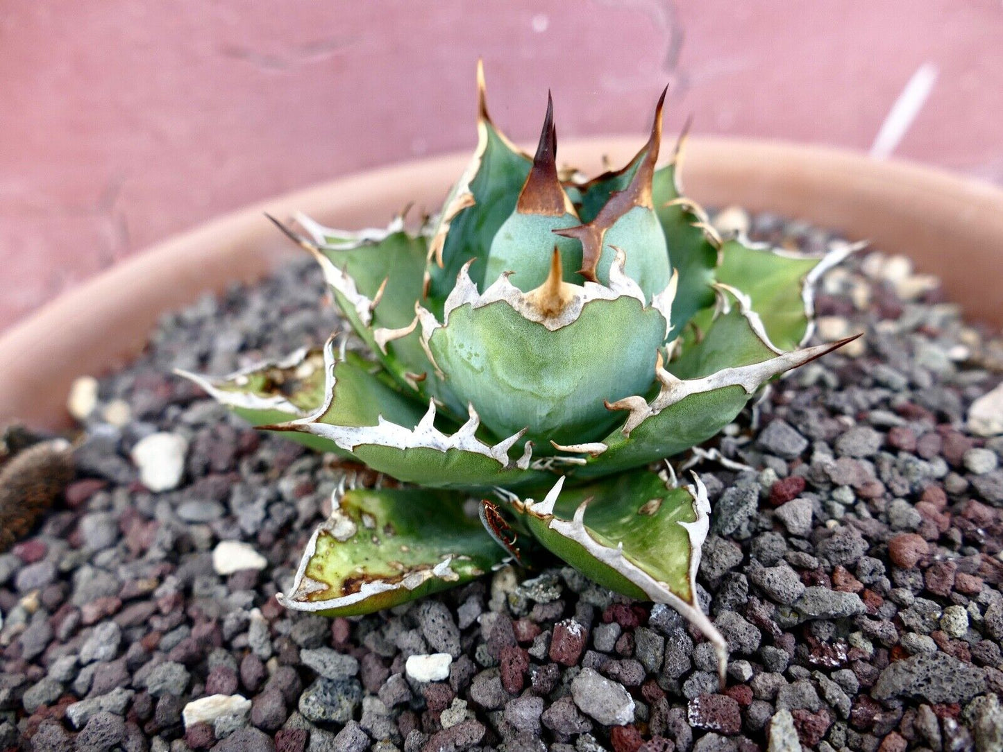 Agave titanota COMPACT & WILD STRONG SPINES 95L