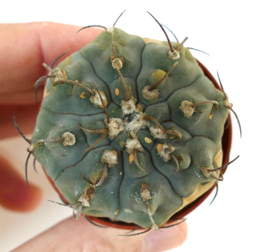 Gymnocalycium vatteri 88