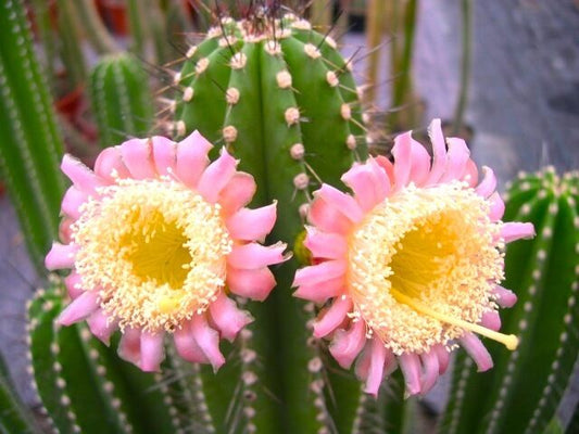 Rooksbya euphorbioides SEEDS