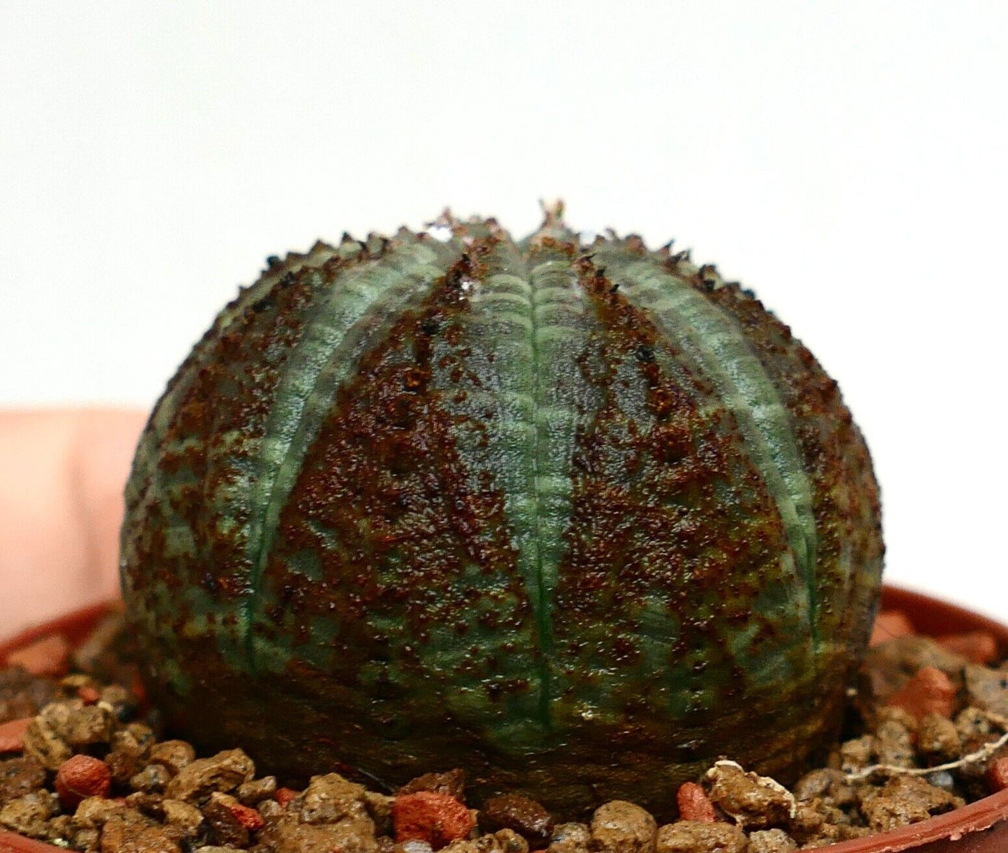 Euphorbia obesa 30KK