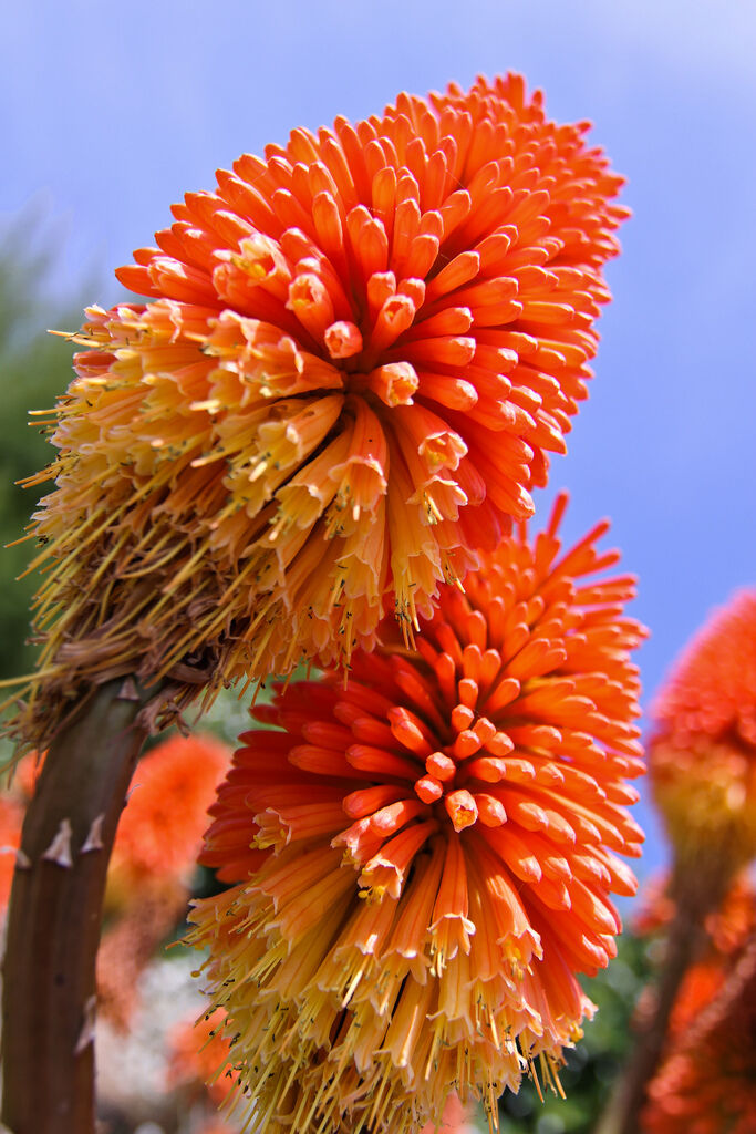 Aloe camperi  SEMI