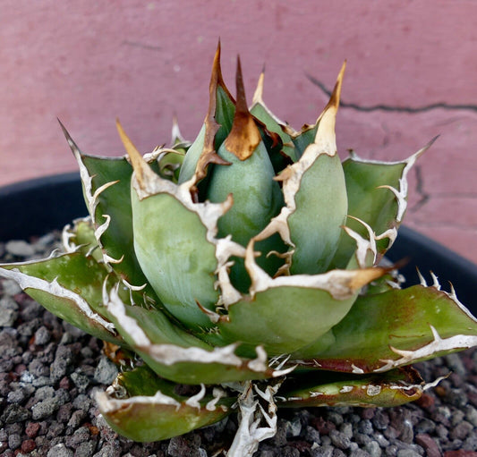 Agave titanota clone PANCOTTI 10B