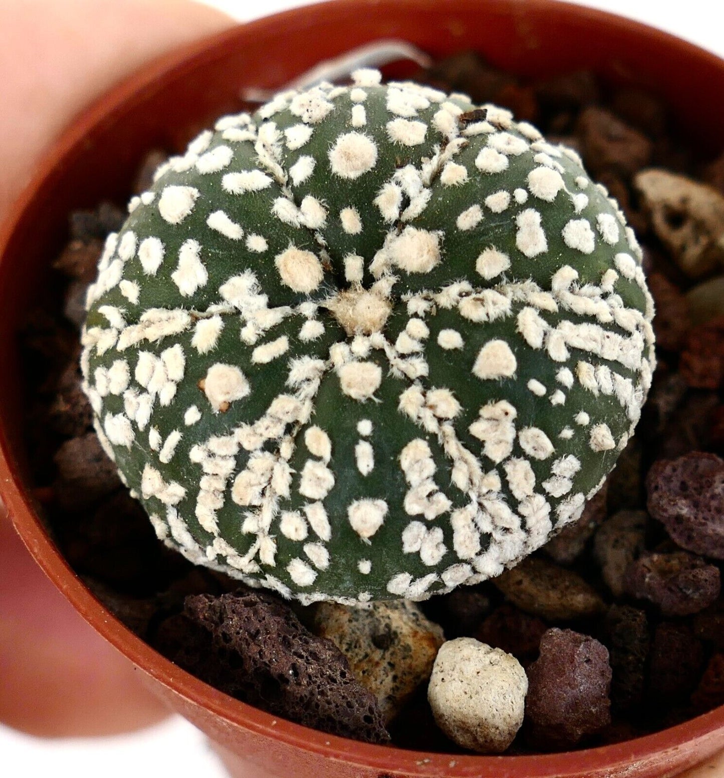 Astrophytum cv SUPERKABUTO Z0