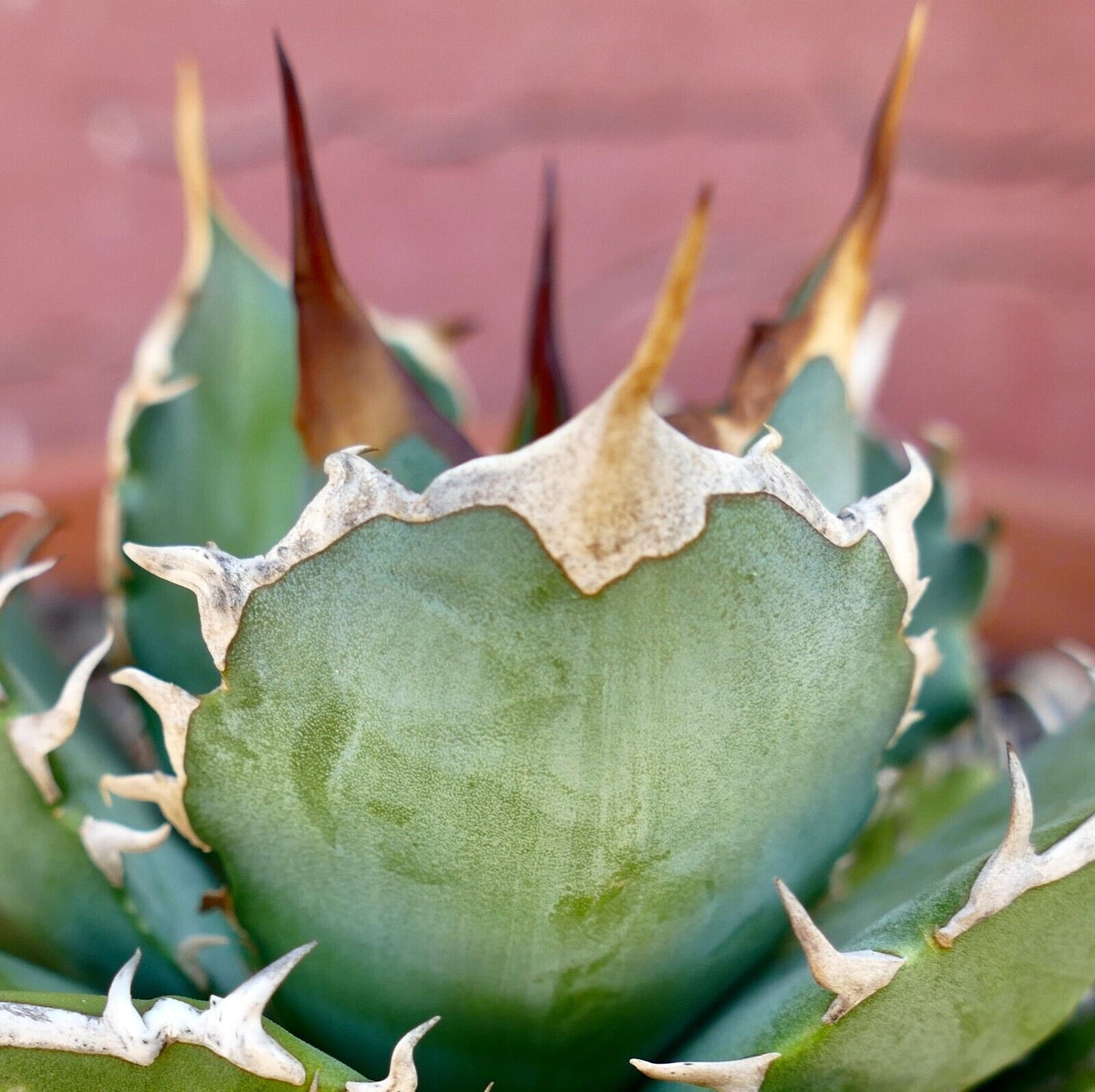 Agave titanota 3729