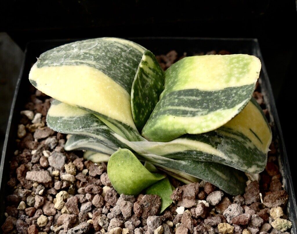 Gasteria armstrongii cv CLEOPATRA VARIEGATED A91