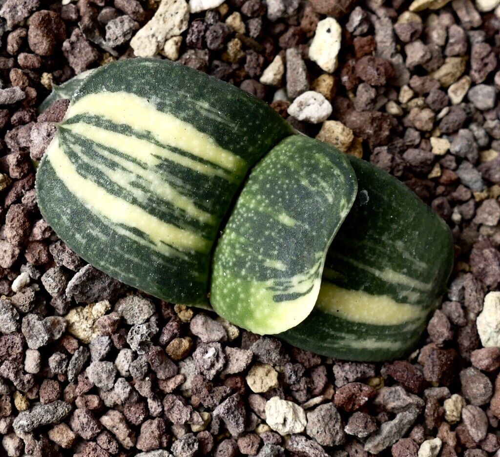 Gasteria armstrongii DARK KNIGHT variegated A31