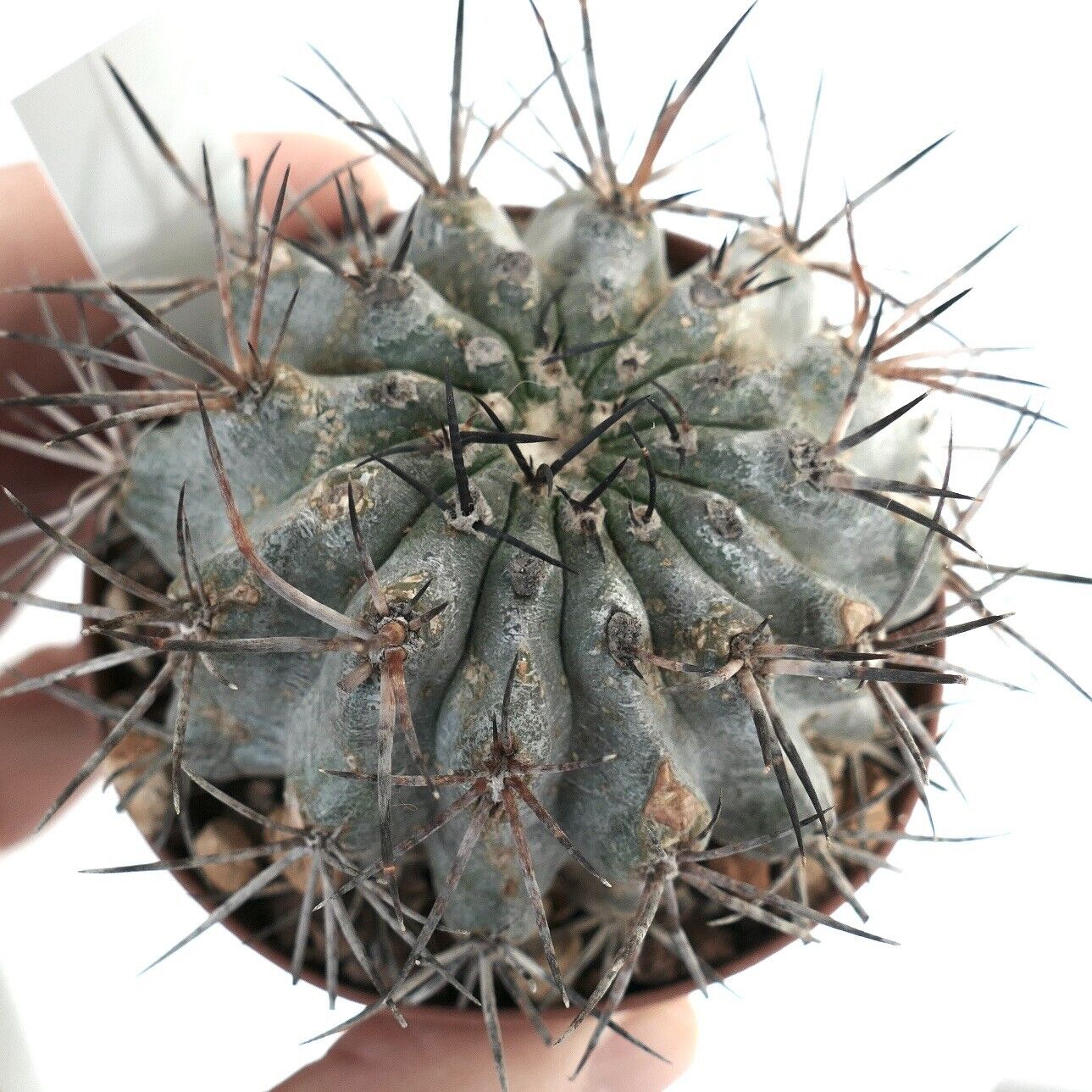 Copiapoa cinerascens X atacamensis ZZ1