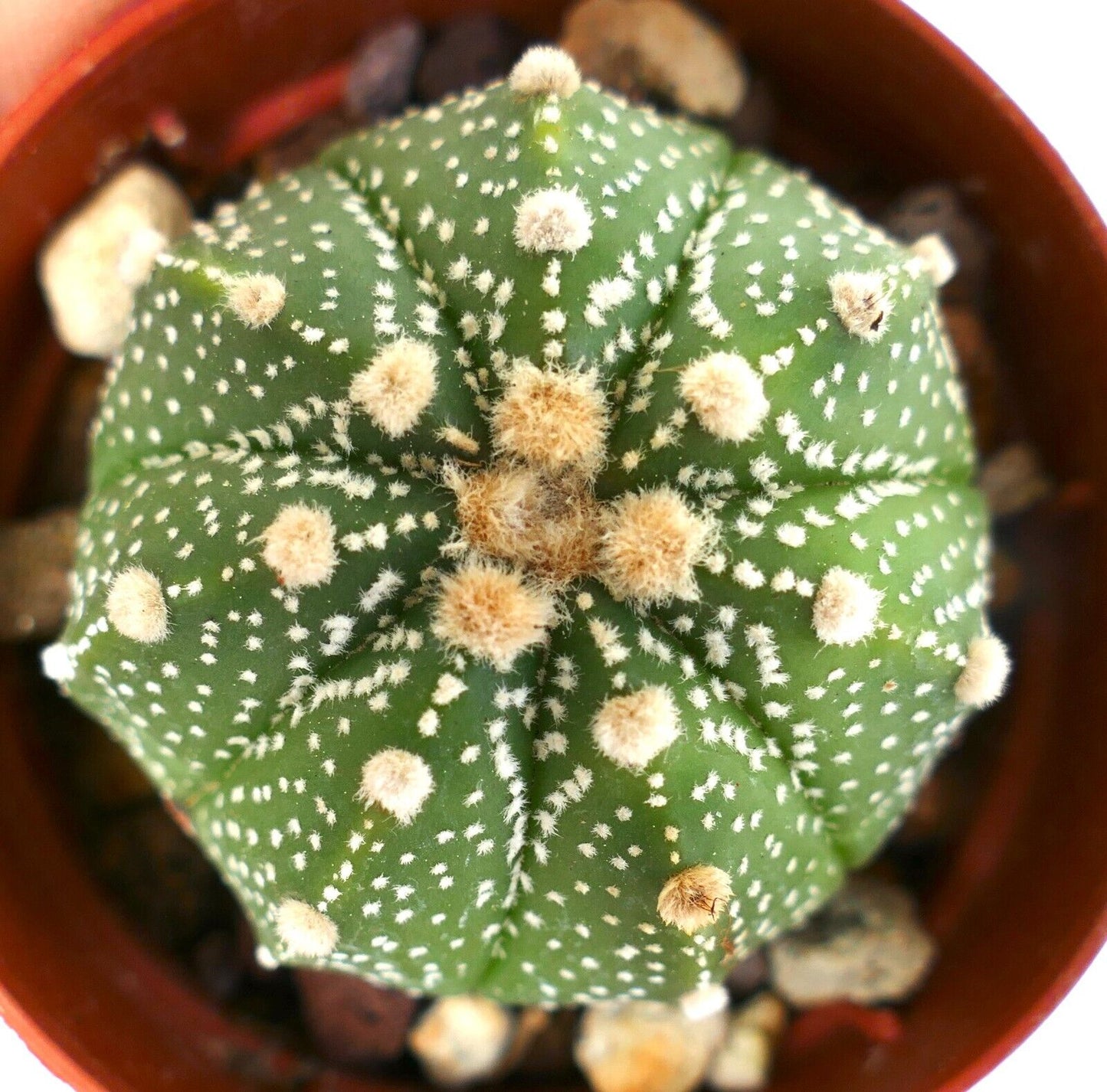 Astrophytum asterias cv OIBBO X asterias multipunctatum C3424