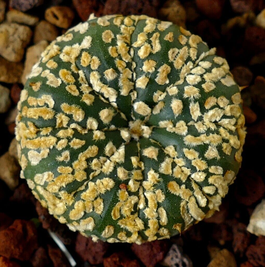 Astrophytum SUPERKABUTO GOLDEN PLZ9