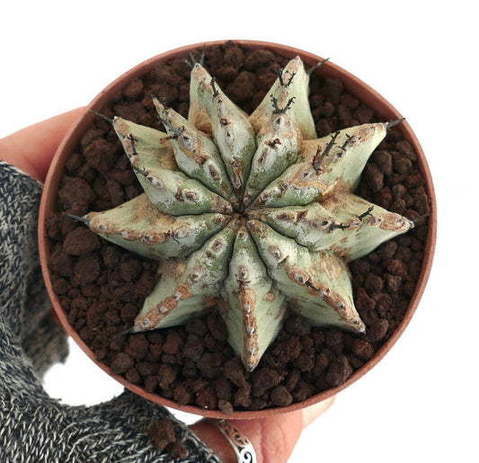 Euphorbia horrida 'Snow Flake' form NUDUM LA9