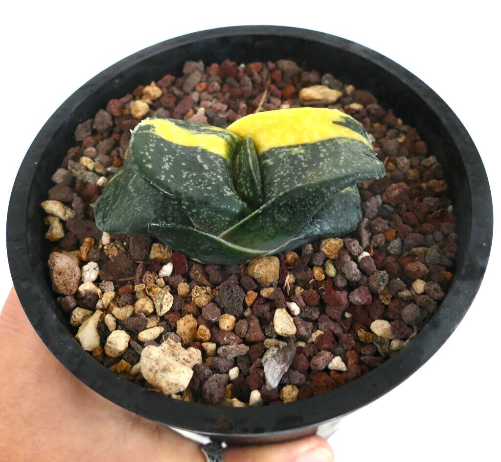 Gasteria armstrongii cv RIO GRANDE