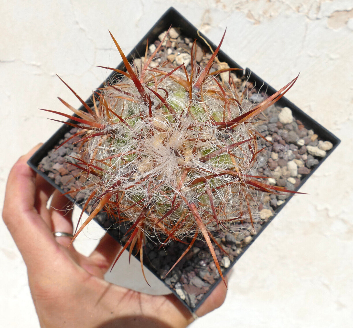 Oreocereus celsianus var. boliviensis SUPER BROWN SPINES HW