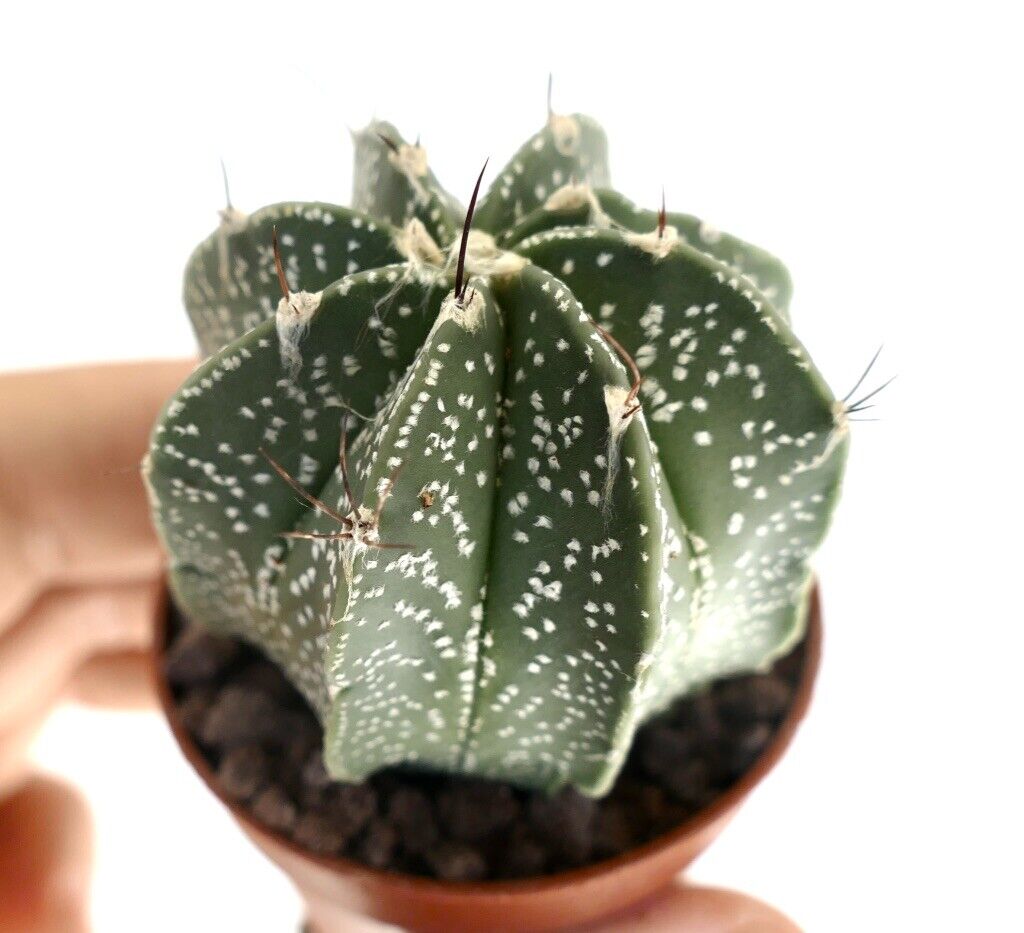 Astrophytum HYBRID OL8