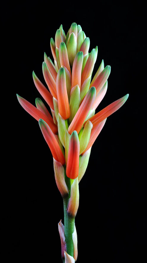 Aloe aculeata SEMI