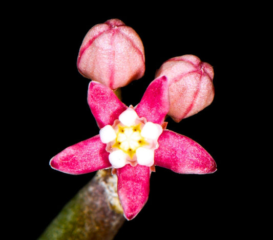 Sarcostemma vanlessenii 4-8cm (UNROOTED CUTTING)