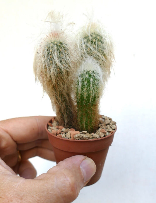 Oreocereus lanatus (3 PLANTS ) OT93