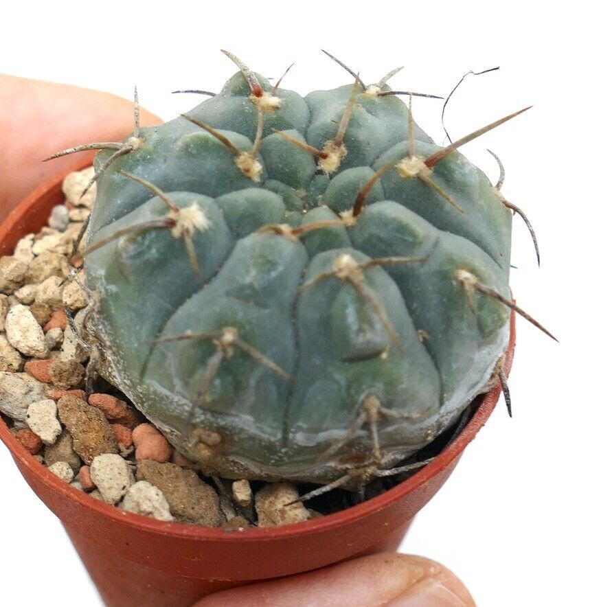 Gymnocalycium vatteri 456N