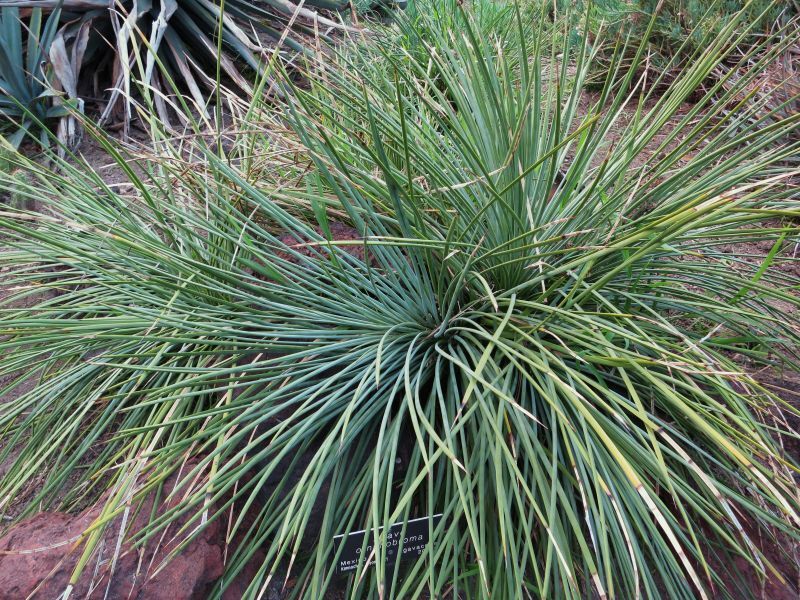 Agave ornithobroma SEMI