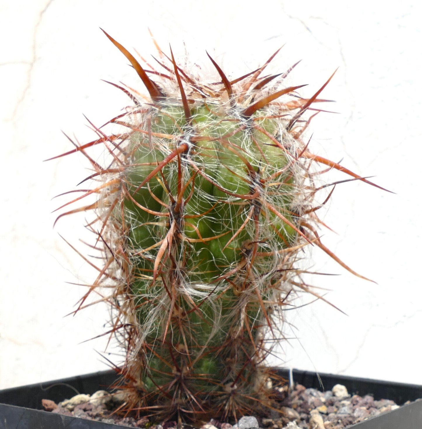 Oreocereus celsianus var. boliviensis SUPER BROWN SPINES HW