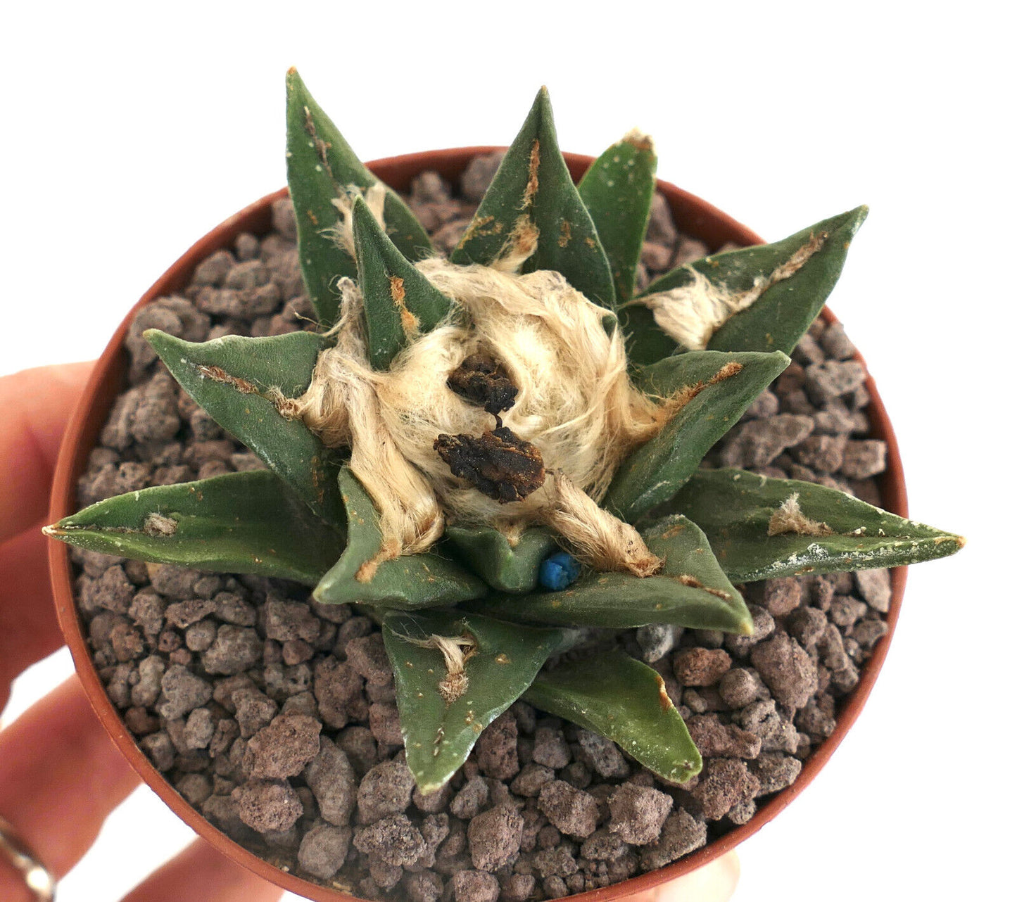 Ariocarpus kotschoubeyanus X trigons (1PIN)