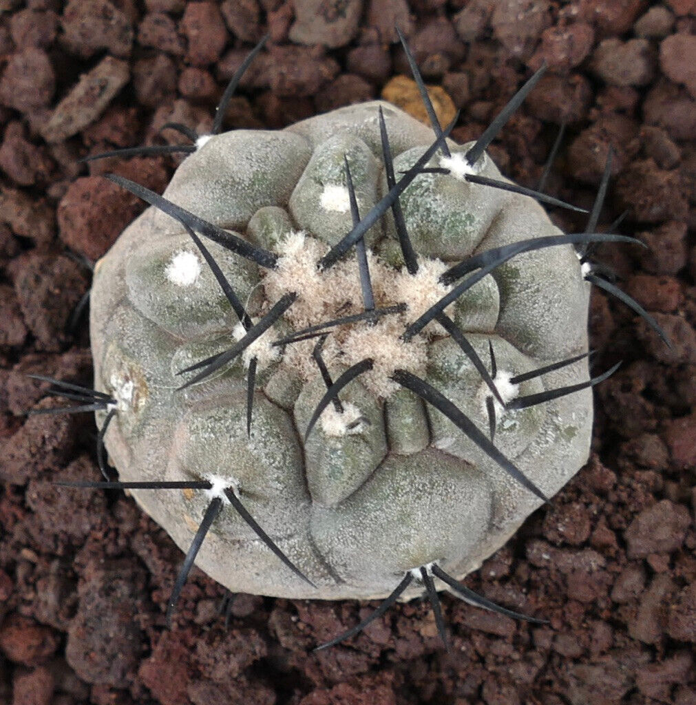 Copiapoa cinerea TATLAT RAF2