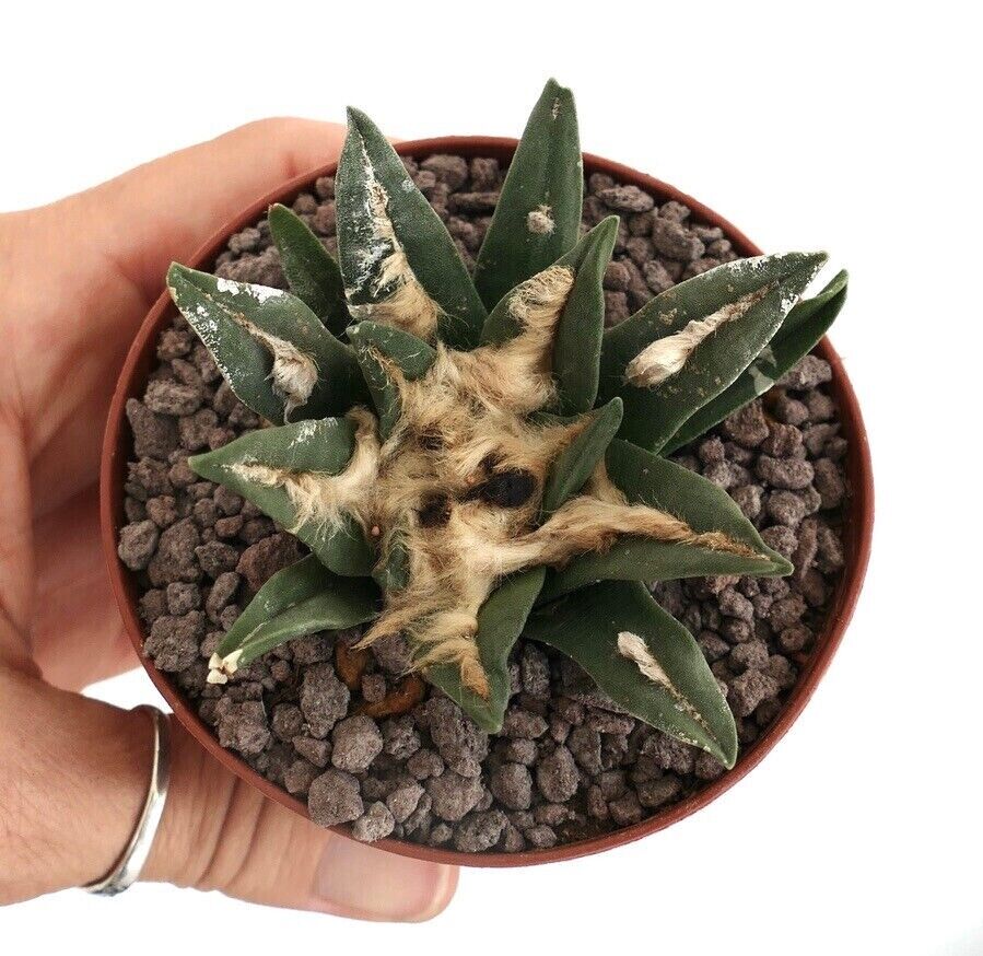 Ariocarpus bravoanus X trigonus LS3