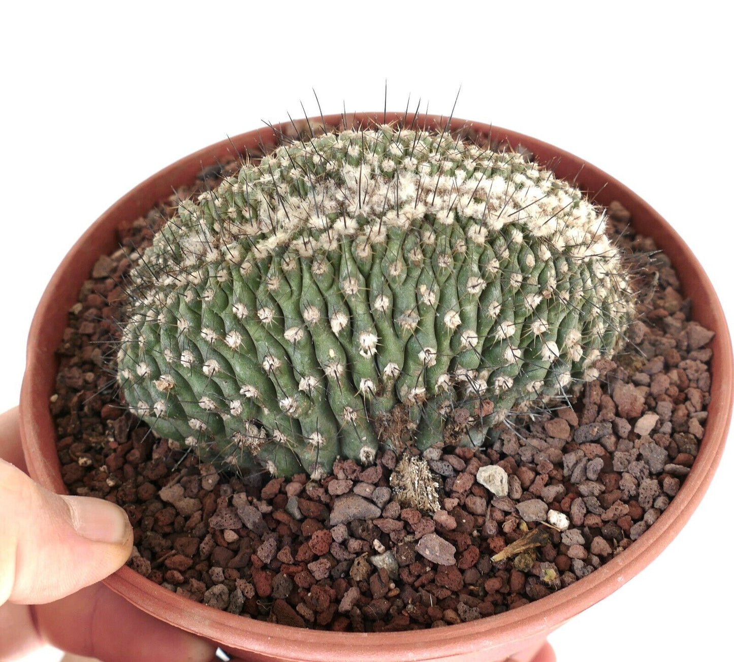 Copiapoa humilis CRESTED M16