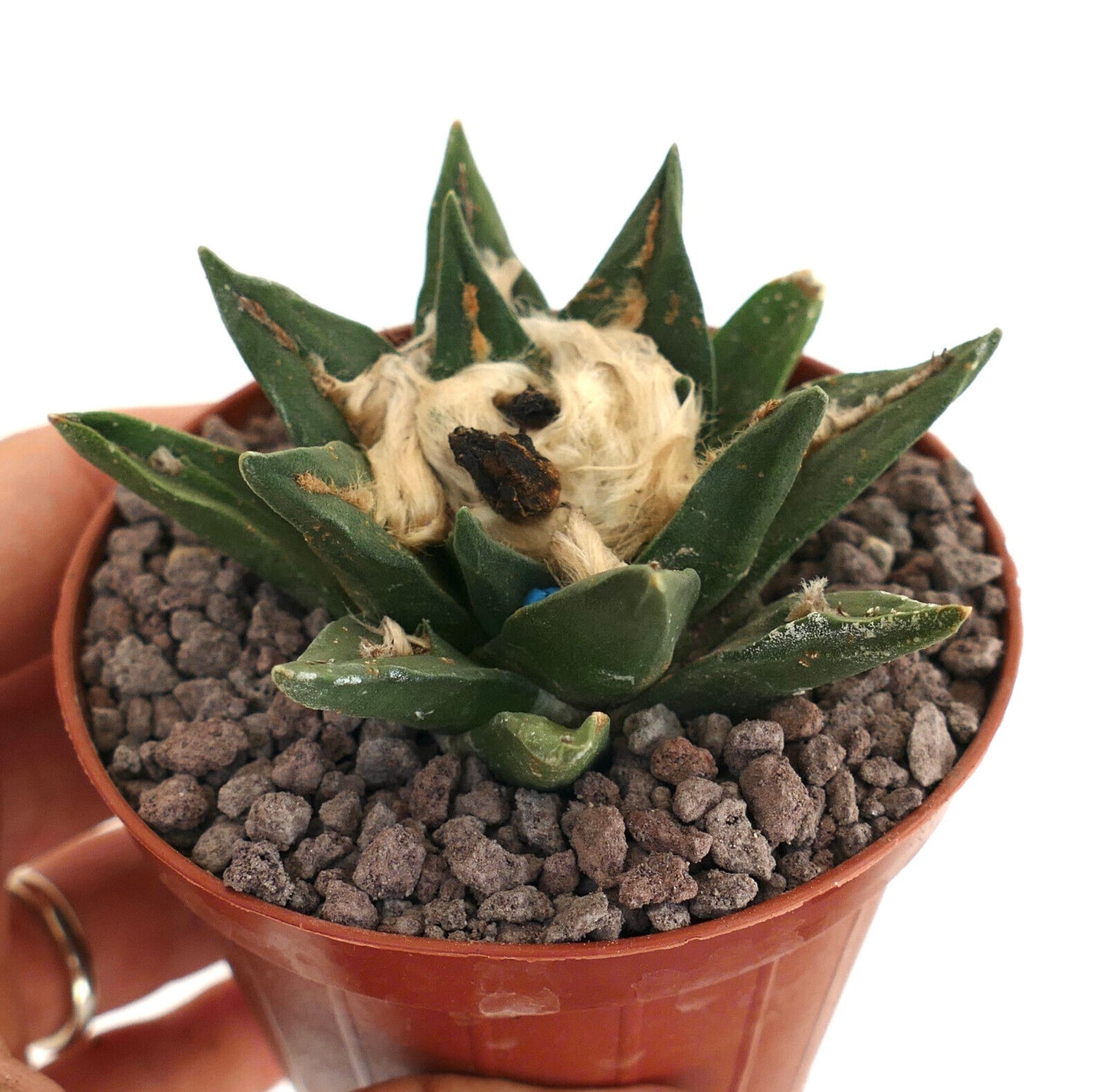 Ariocarpus kotschoubeyanus X trigons (1PIN)