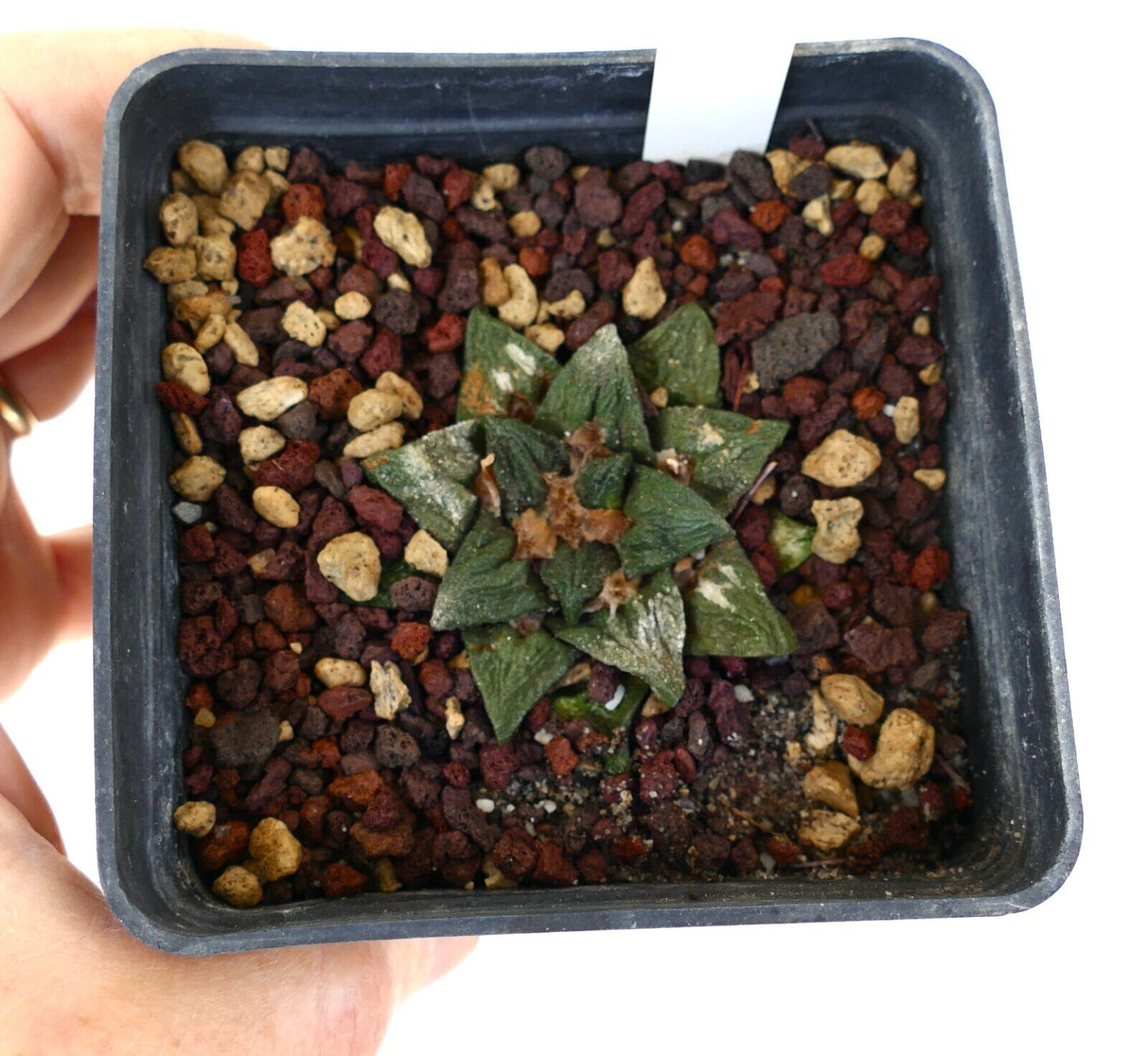 Ariocarpus bravonaus cv GODZILLA