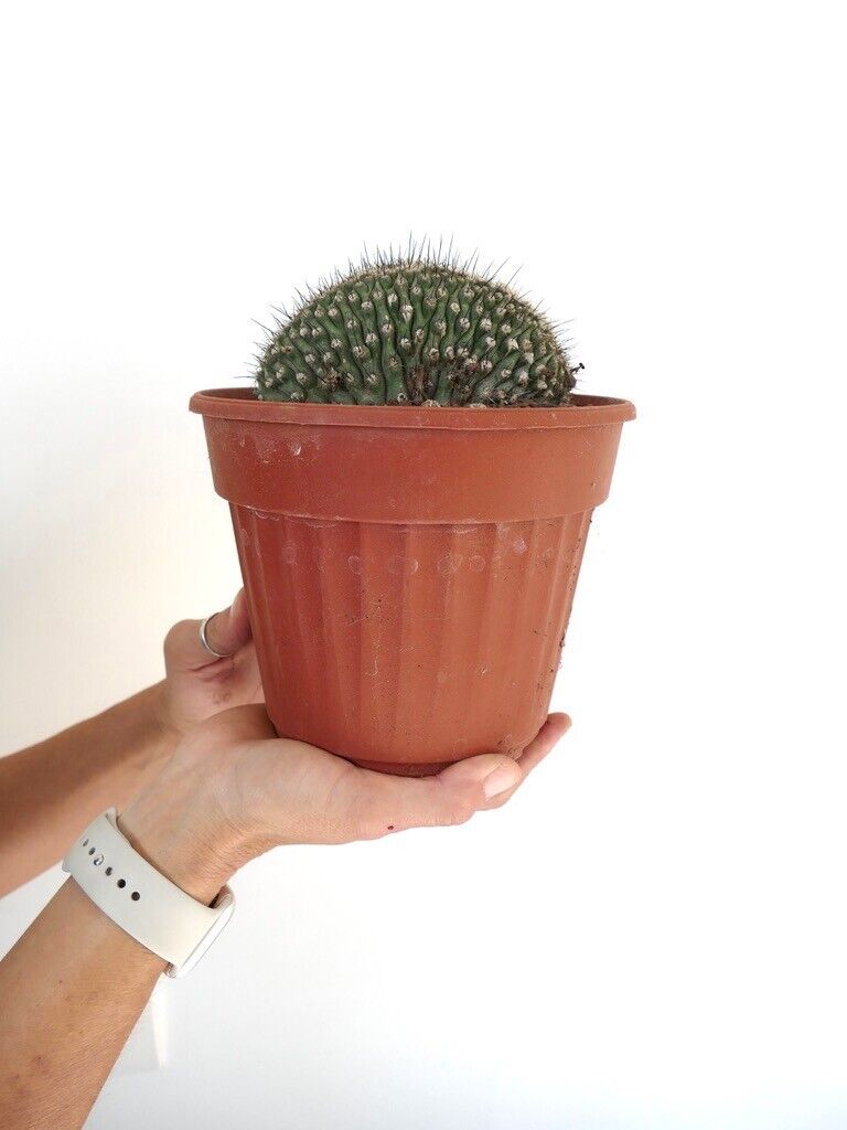 Copiapoa humilis CRESTED M16