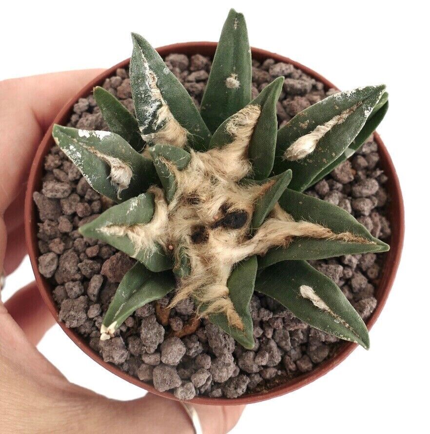 Ariocarpus bravoanus X trigonus LS3