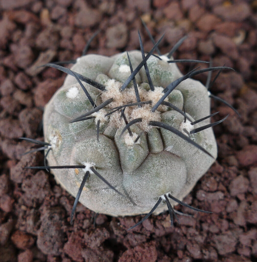 Copiapoa cinerea TATLAT RAF2