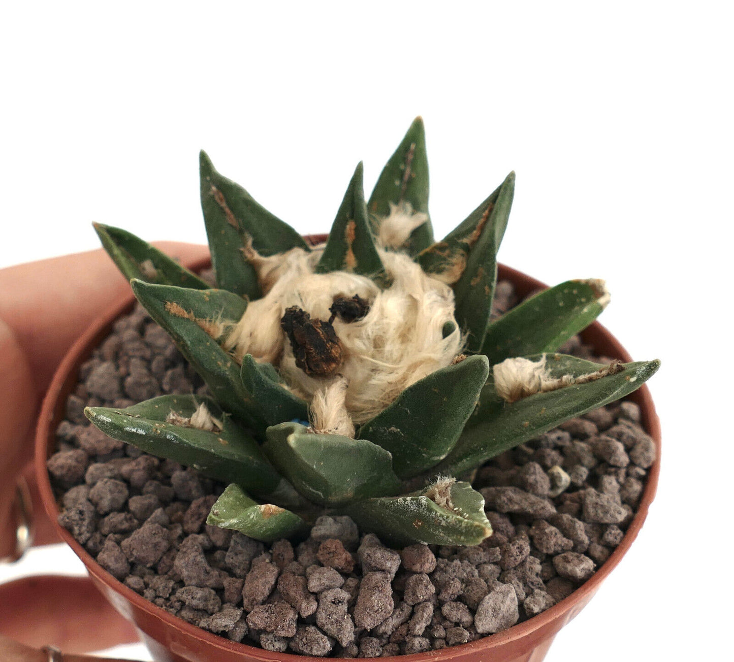 Ariocarpus kotschoubeyanus X trigons (1PIN)