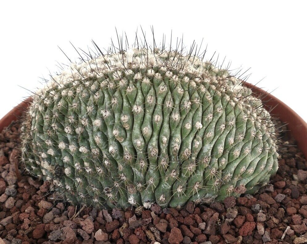 Copiapoa humilis CRESTED M16