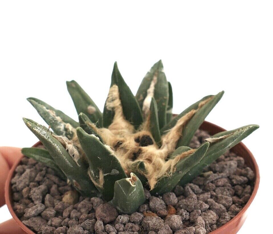 Ariocarpus bravoanus X trigonus LS3