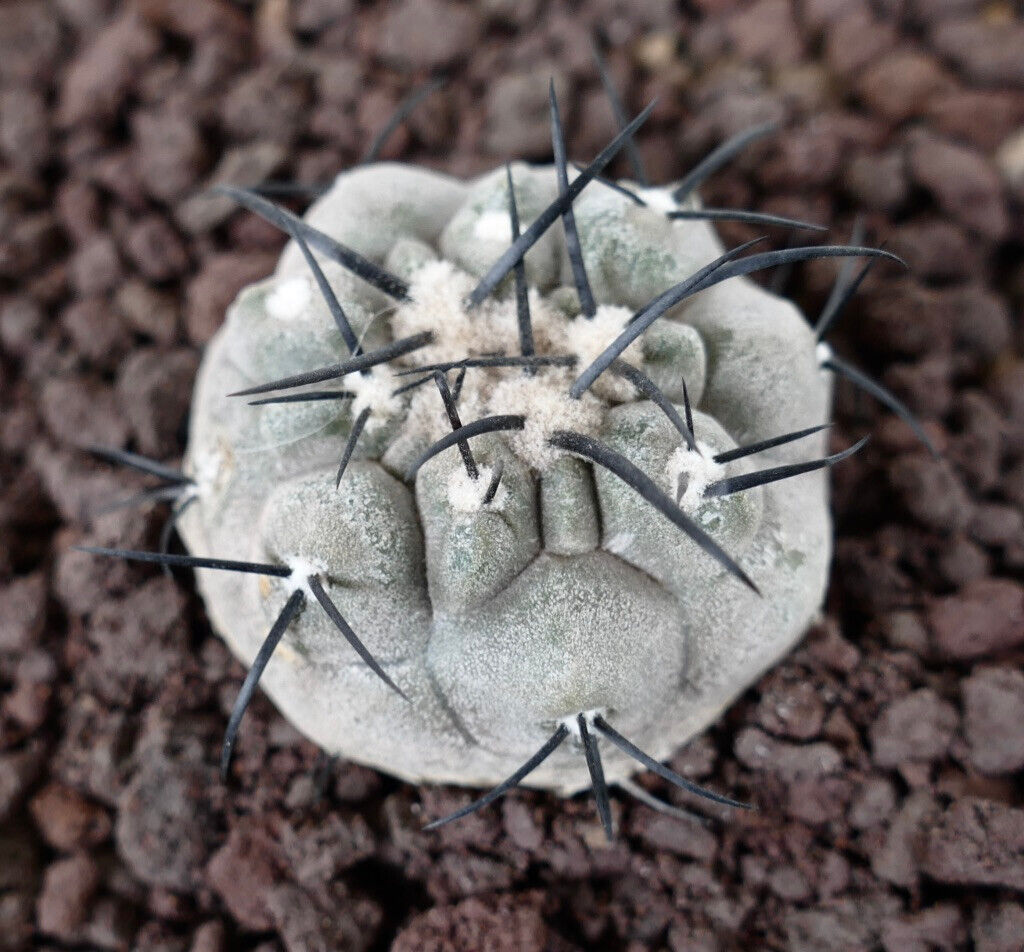 Copiapoa cinerea TATLAT RAF2