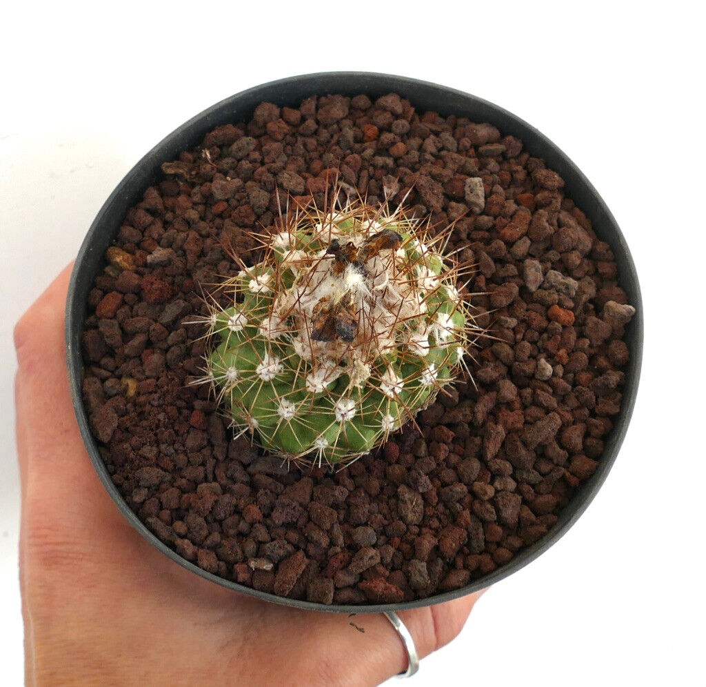 Copiapoa variispinata (Esmeralda, Chile) XXII