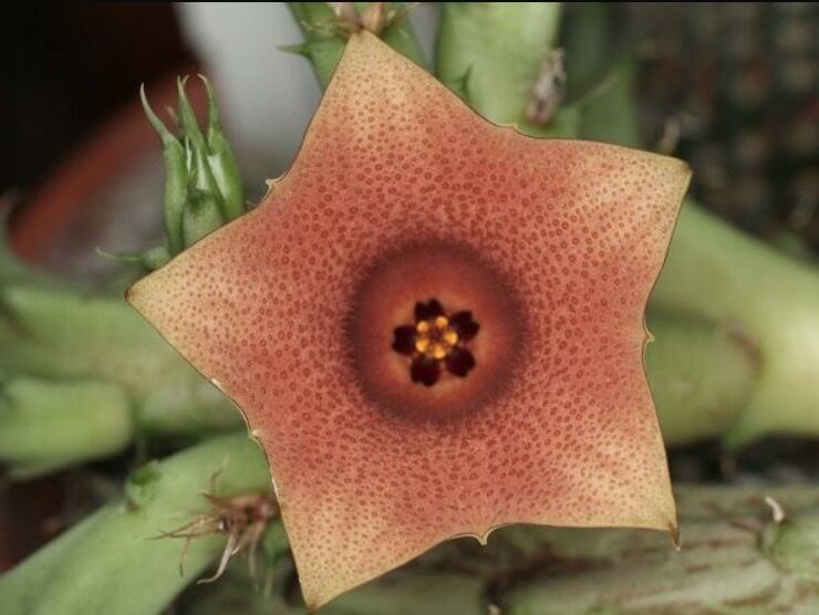 Huernia rosea LAV12269 SEMI