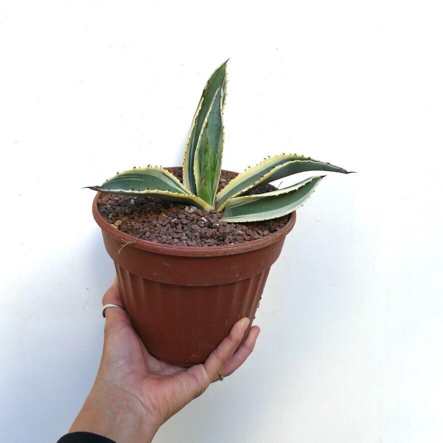 Agave americana marginata VARIEGATED M1K