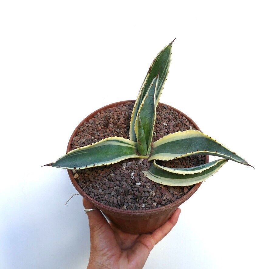 Agave americana marginata VARIEGATED M1K