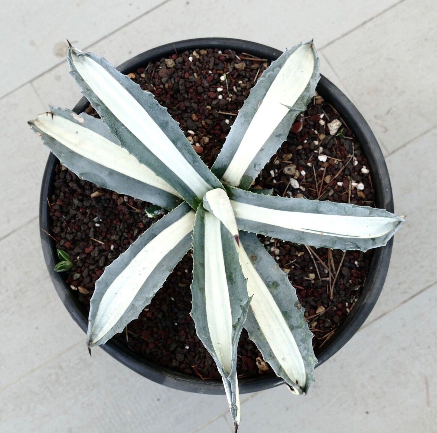 Agave americana alba MEDIOPICTA variegated 5657