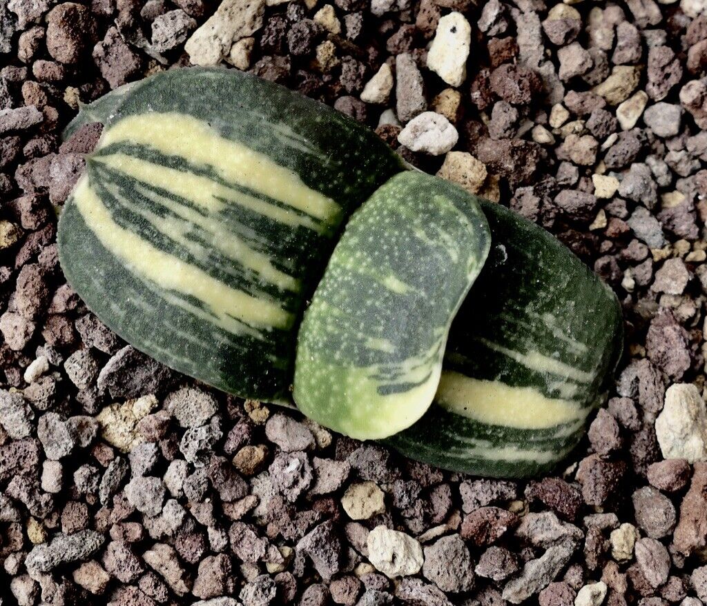 Gasteria armstrongii DARK KNIGHT variegated A31