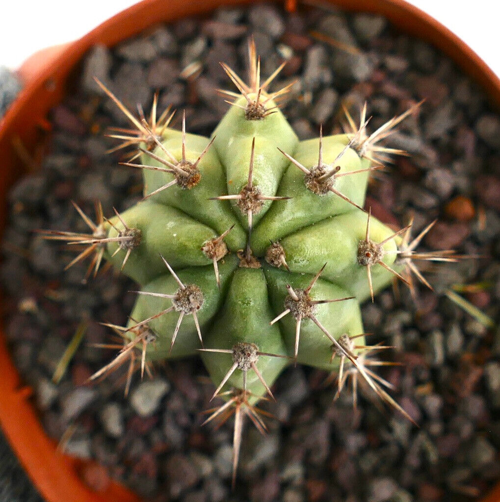 Cereus sp. south of Zipolite 973Q