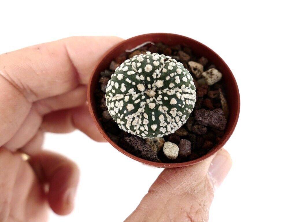 Astrophytum cv SUPERKABUTO Z0