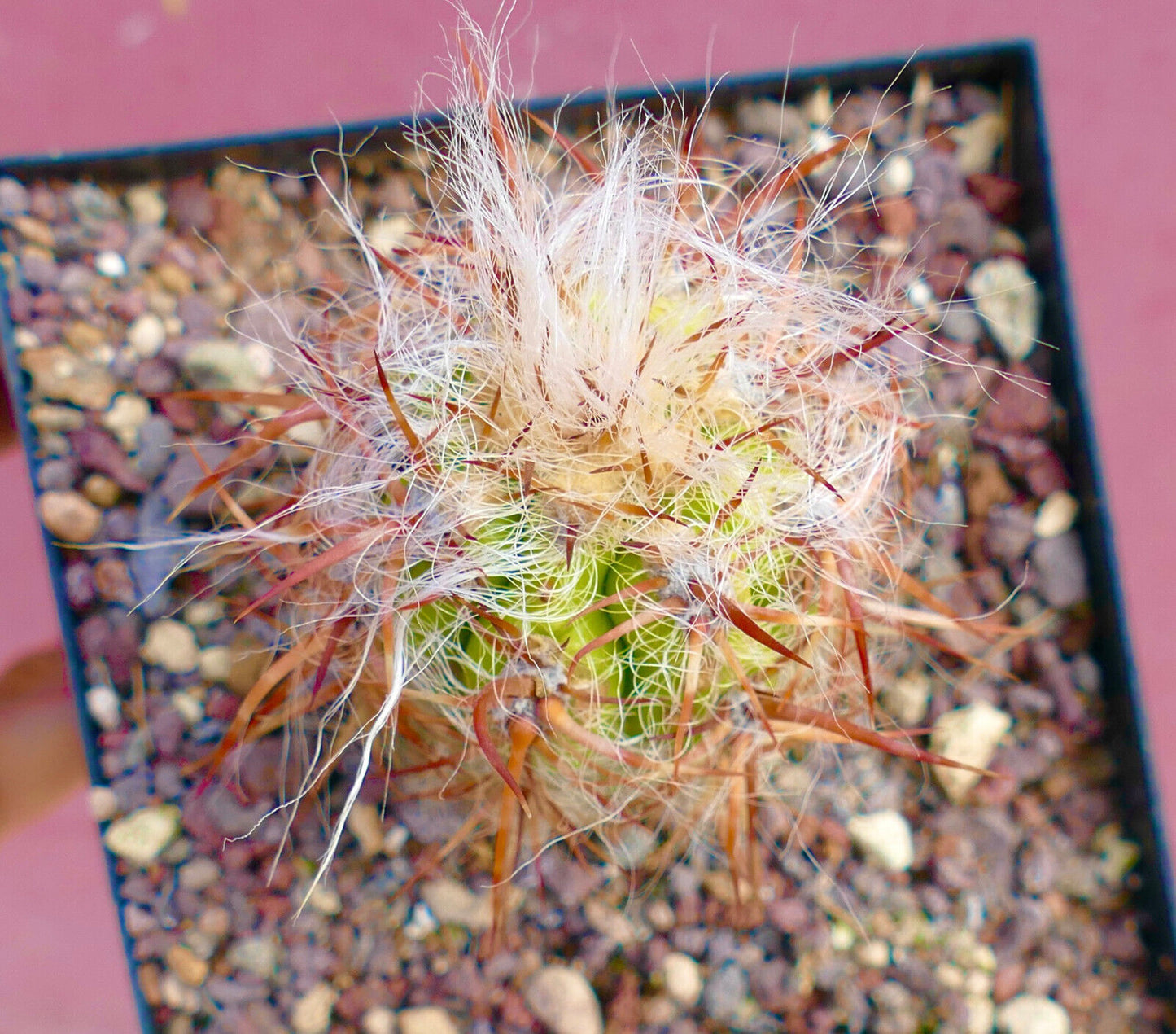 Oreocereus arboreus SUPER SPINES T8